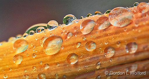 Daylily Droplets_P1150349-54.jpg - Photographed at Smiths Falls, Ontario, Canada.